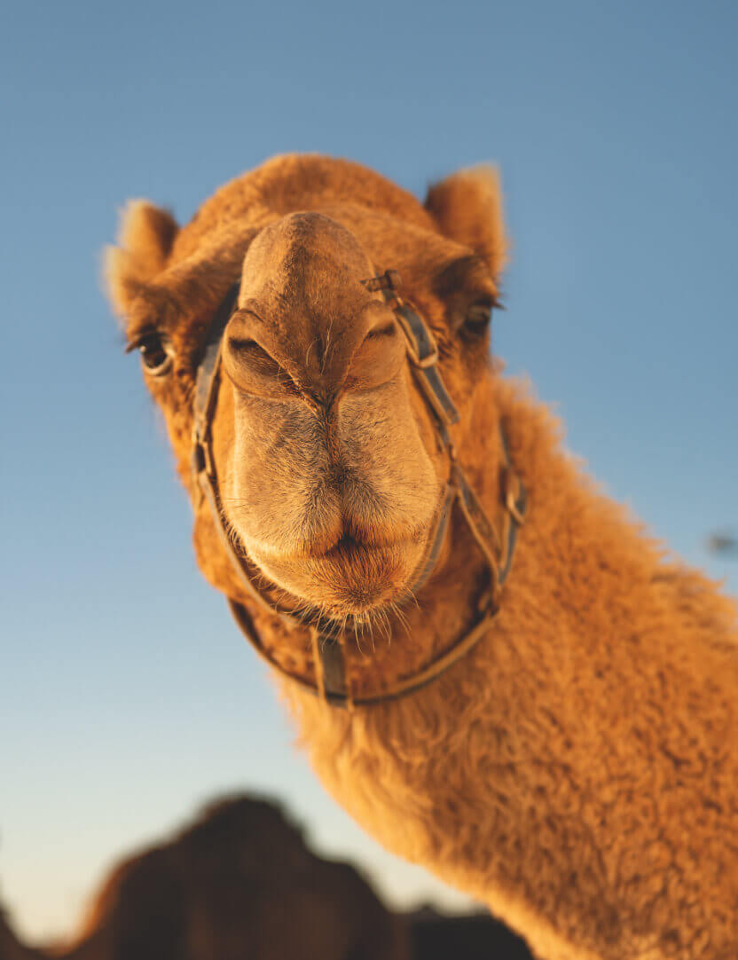 R.M.Williams Hump day R.M.Williams Hump day