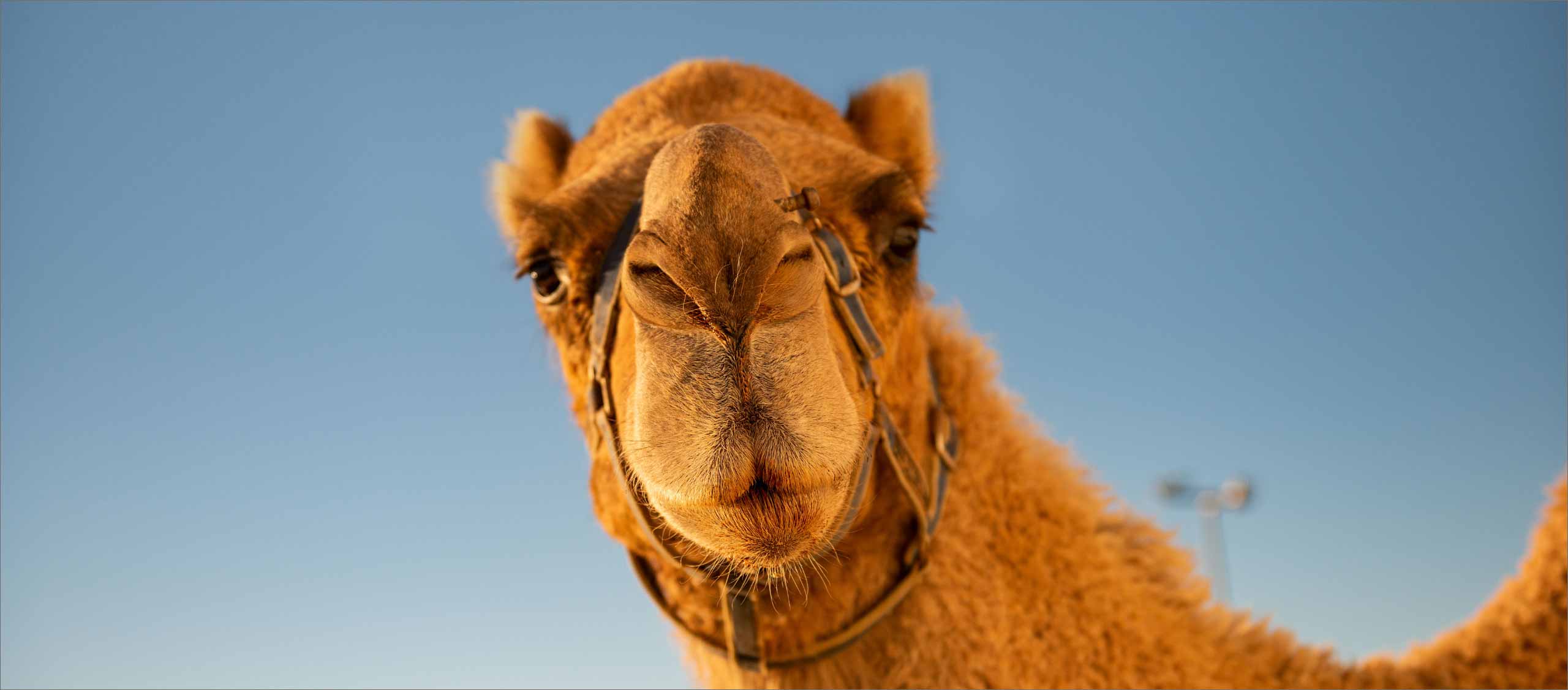 Hump day R.M.Williams Hump day